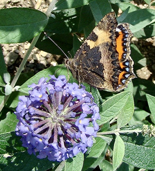 small tortoiseshell